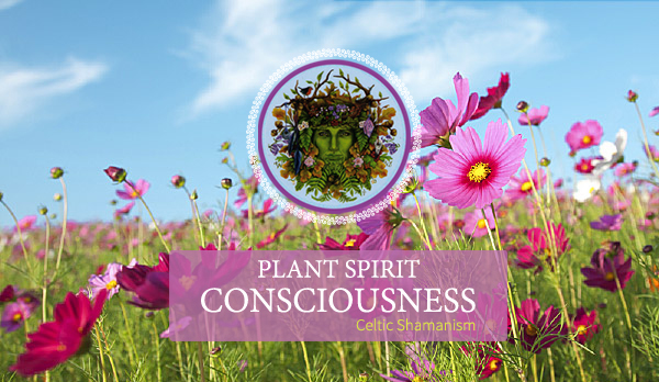 plant spirit medicine